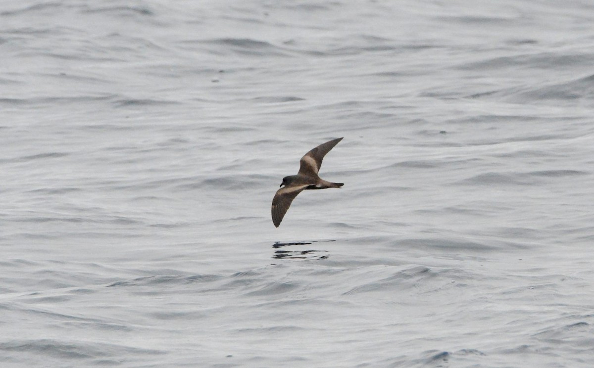 Ekaitz-txori handia (chapmani) - ML647566769