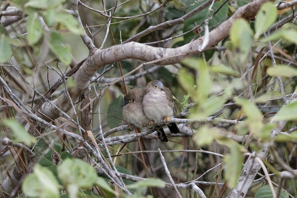 camposdue - ML647566794