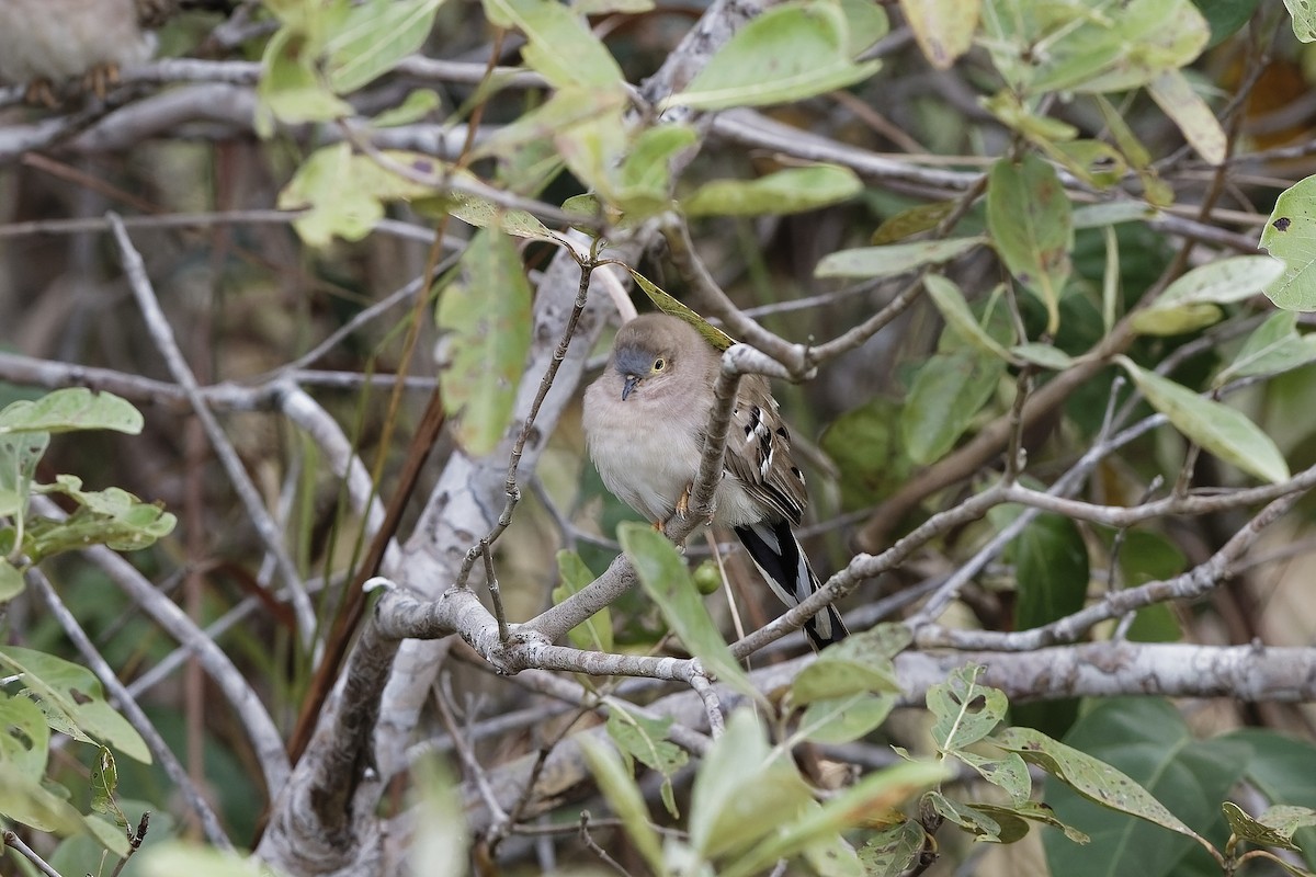 camposdue - ML647566820