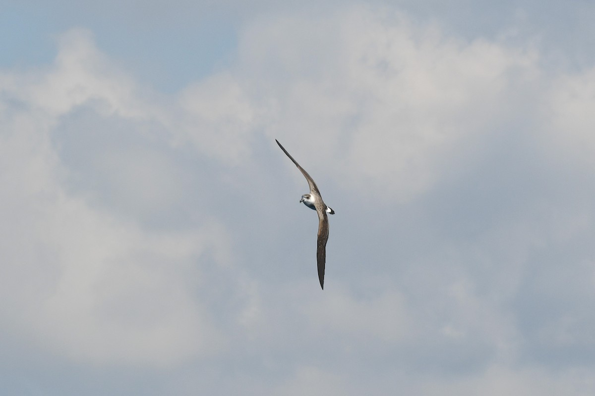 סערון שחור-כיפה - ML647566821