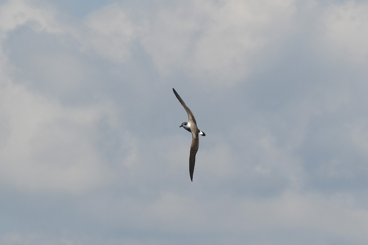 סערון שחור-כיפה - ML647566822