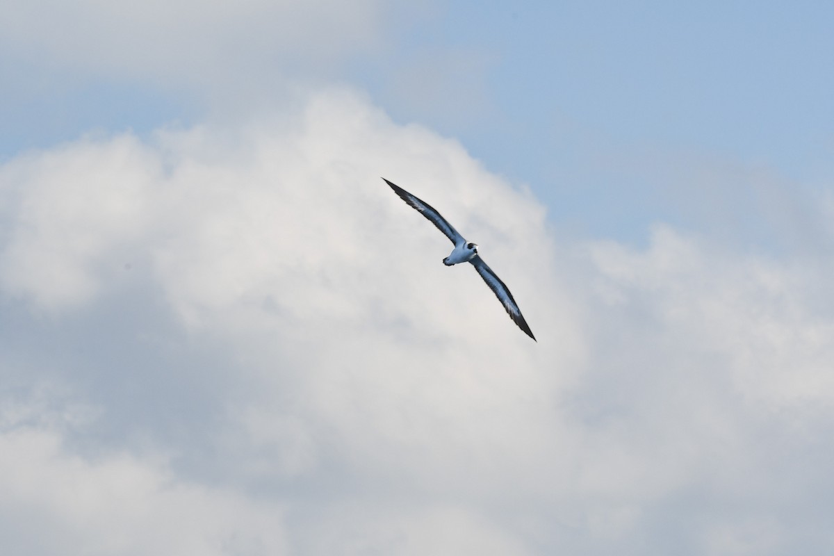 סערון שחור-כיפה - ML647566823