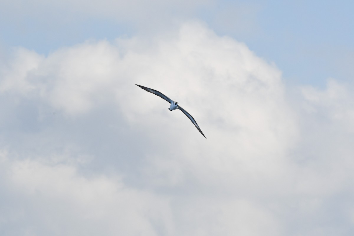 סערון שחור-כיפה - ML647566824