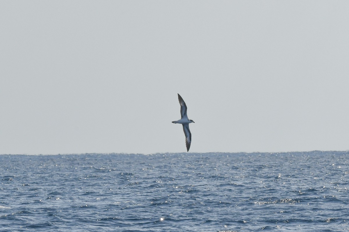 סערון שחור-כיפה - ML647566825