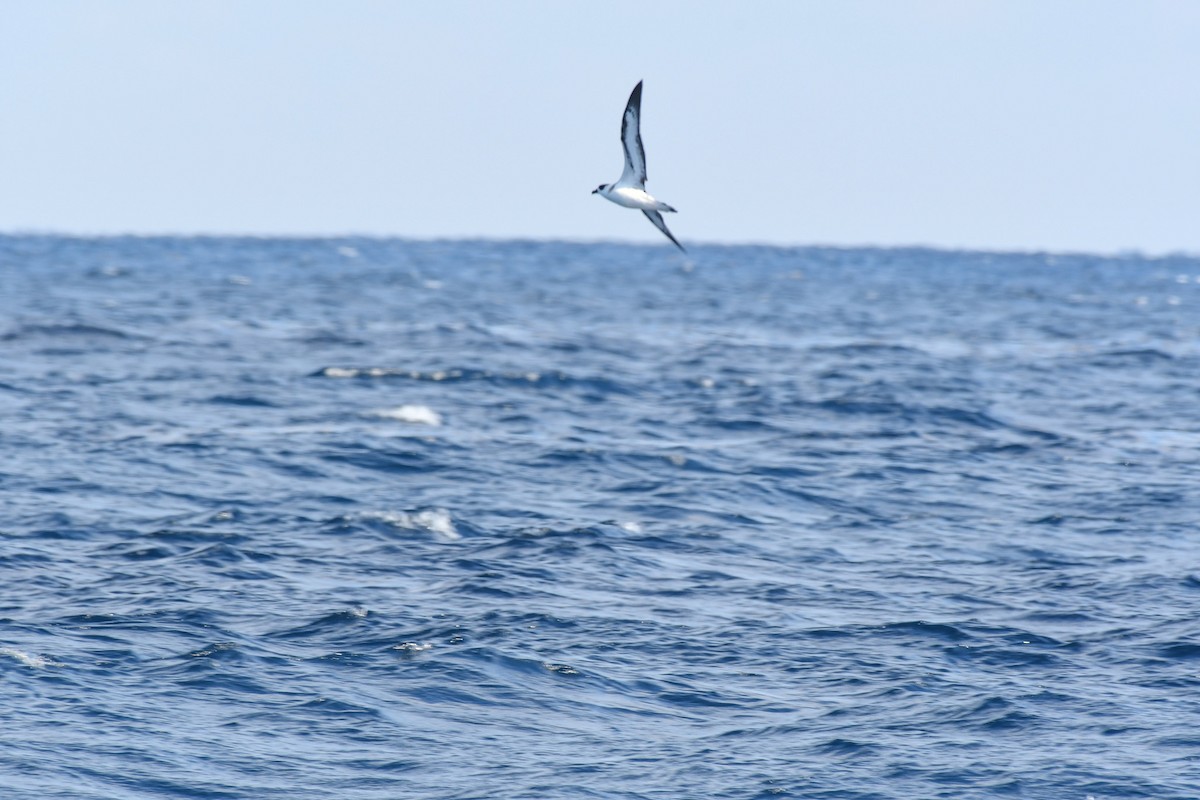 סערון שחור-כיפה - ML647566826