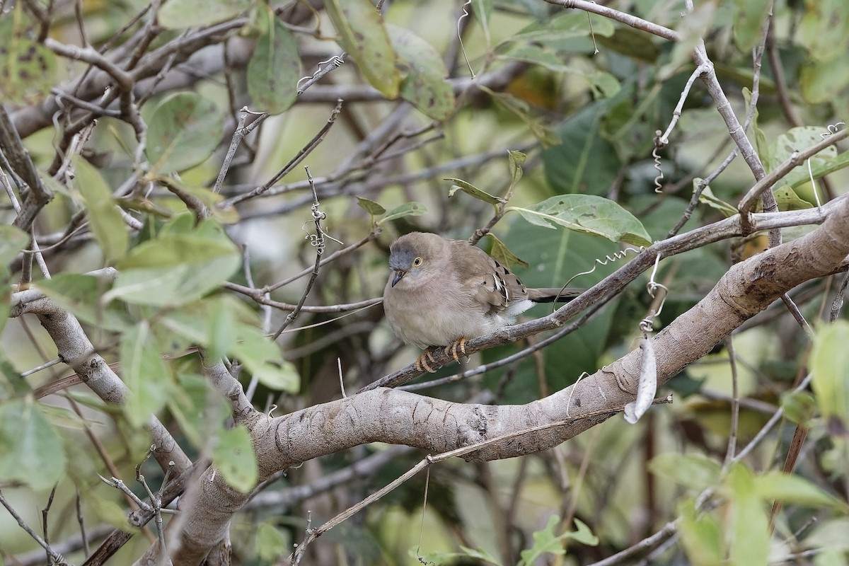 camposdue - ML647566836