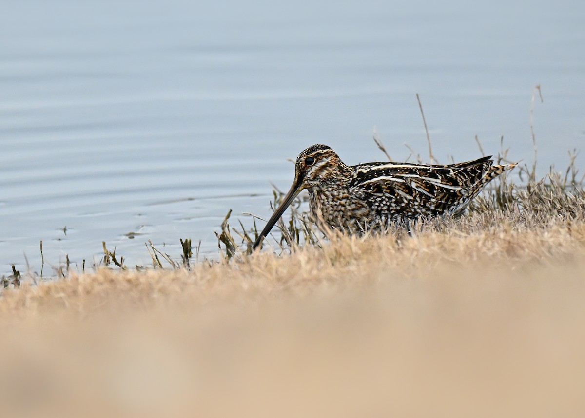 Wilson's Snipe - ML647566865