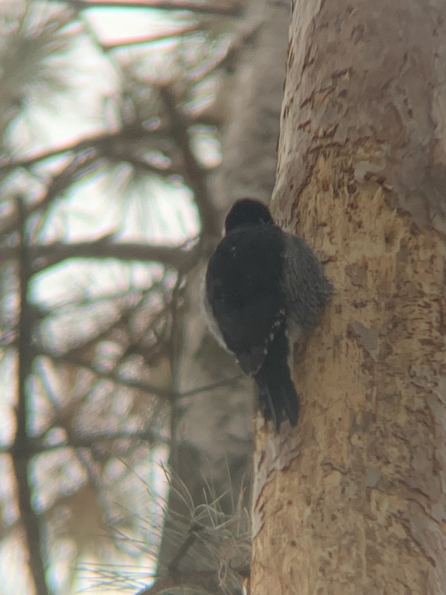 Black-backed Woodpecker - ML647566871