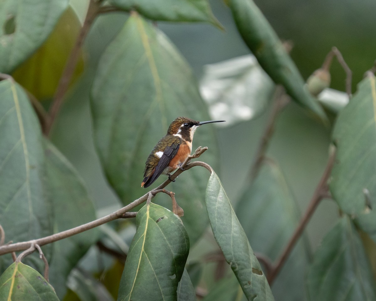 White-bellied Woodstar - ML647566883