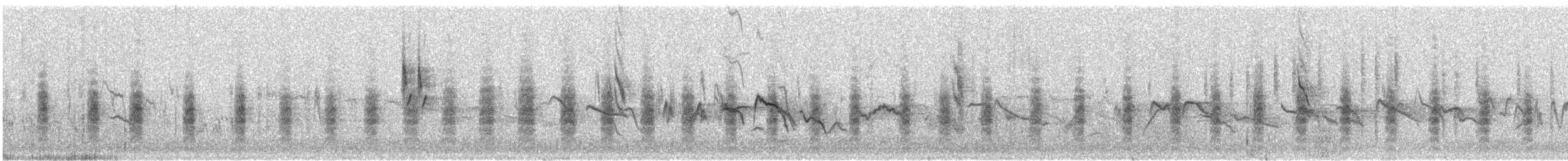 Alcaudón Isabel - ML647566915