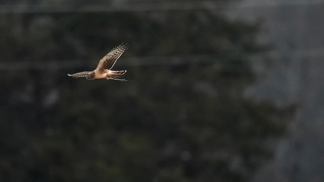 Northern Harrier - ML647566941