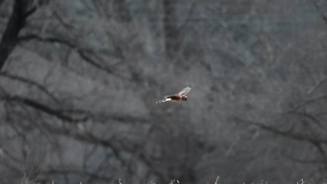 Northern Harrier - ML647566943