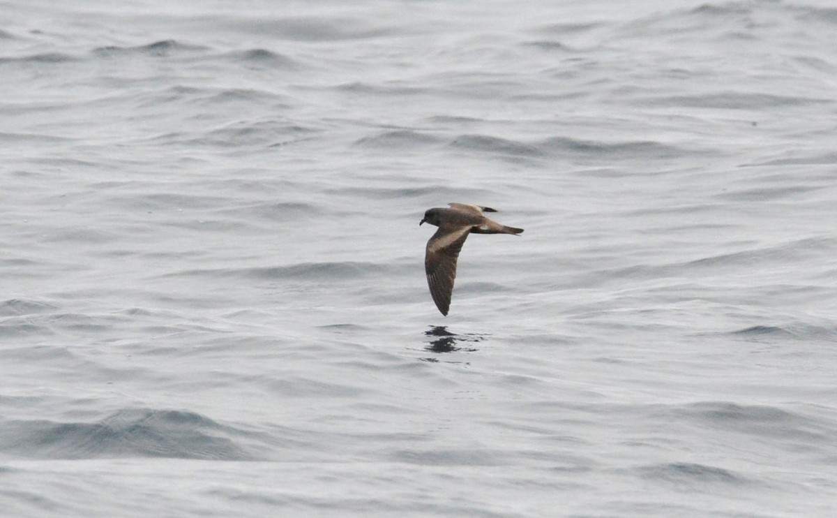 Ekaitz-txori handia (chapmani) - ML647566957