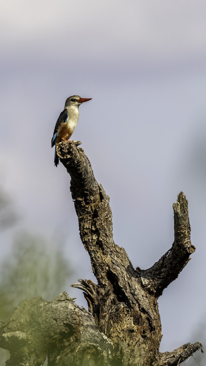 Gray-headed Kingfisher - ML647566975