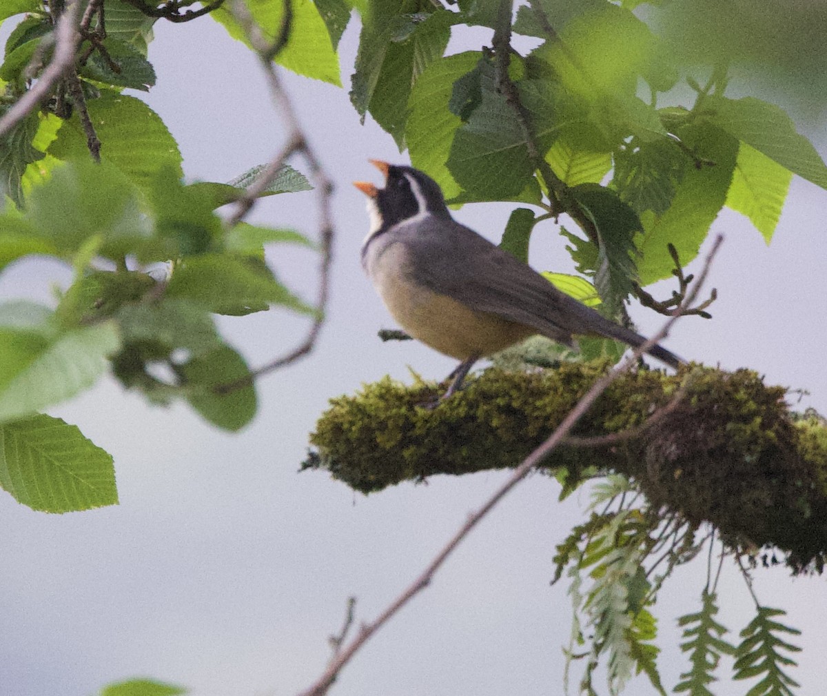 Golden-billed Saltator - ML647567045