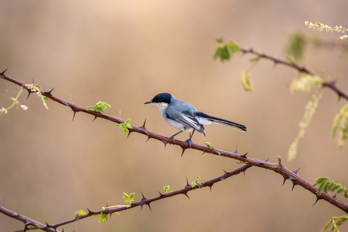 leskot tropický (ssp. atricapilla) - ML647567047