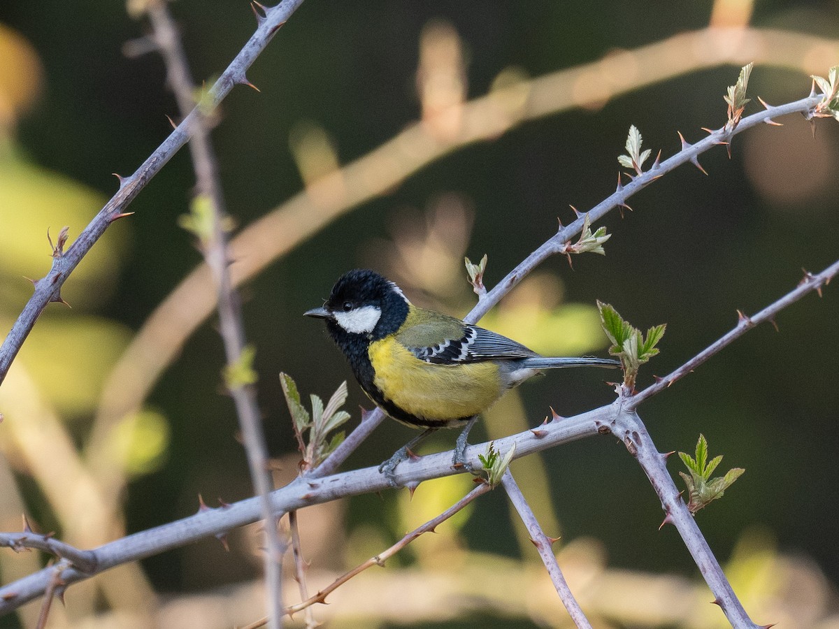 Bergkohlmeise - ML647567062