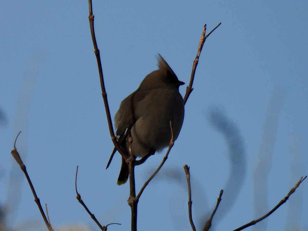 黃連雀 - ML647567096