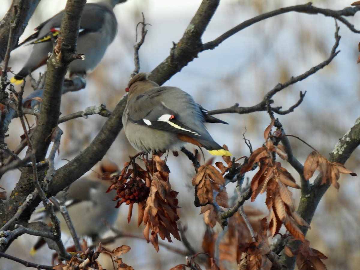 黃連雀 - ML647567097