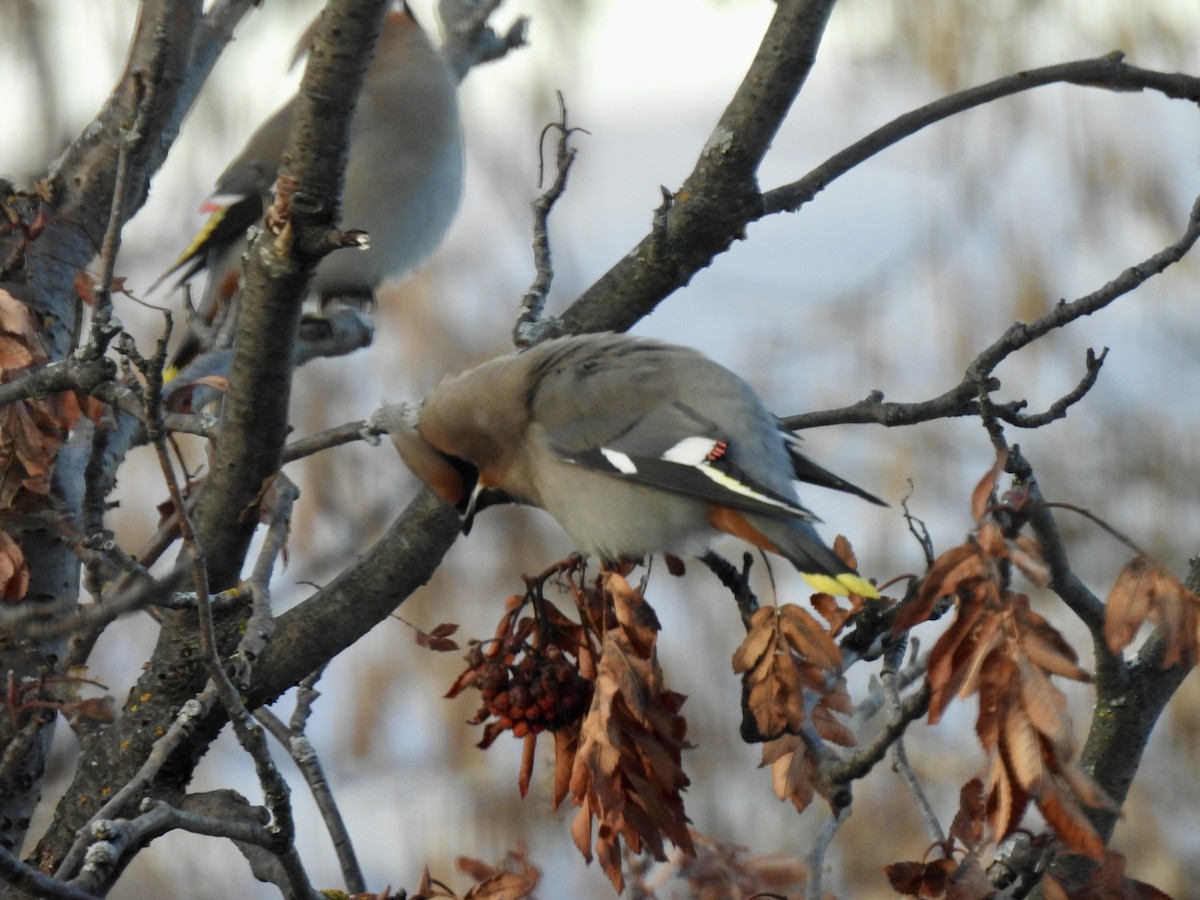 黃連雀 - ML647567099