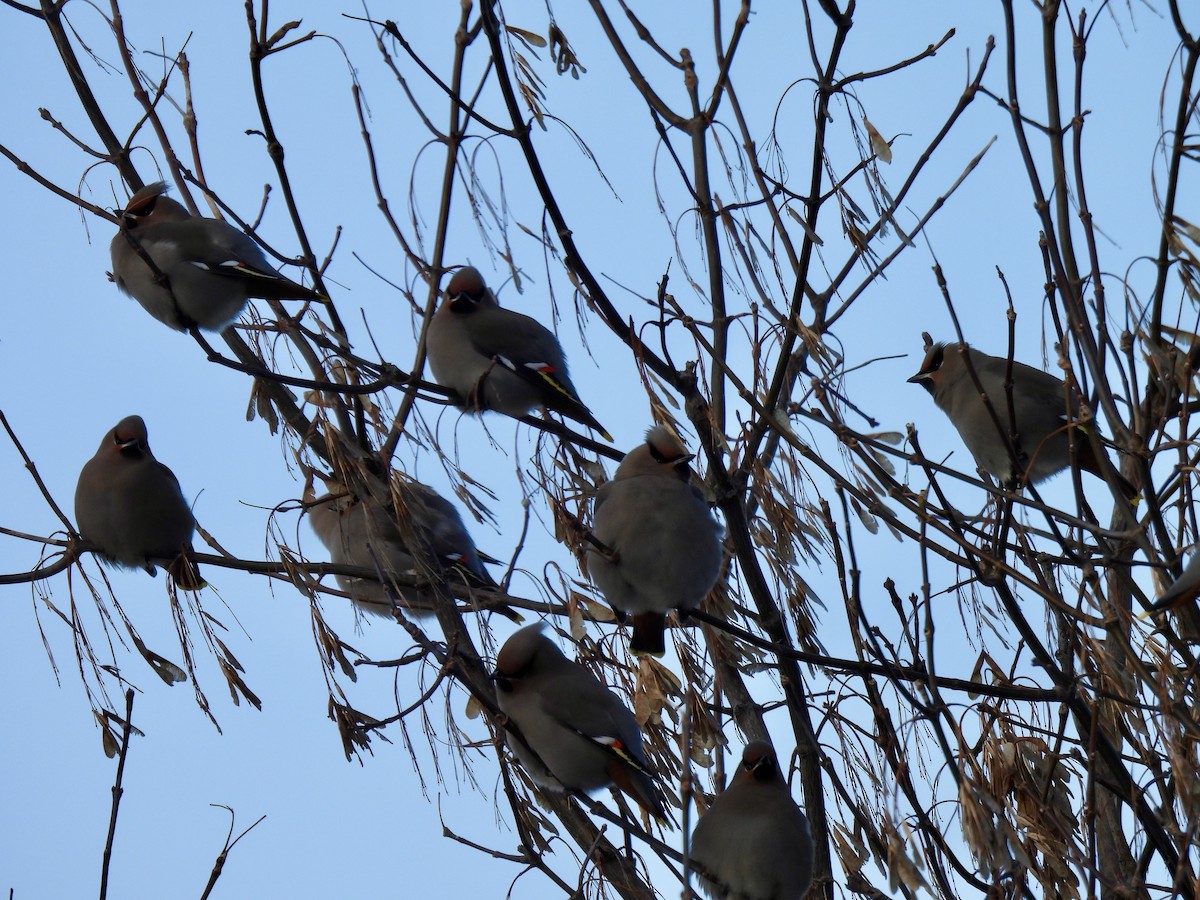 黃連雀 - ML647567101