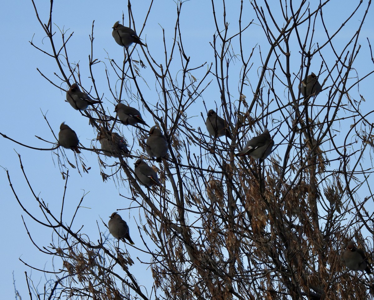 黃連雀 - ML647567104