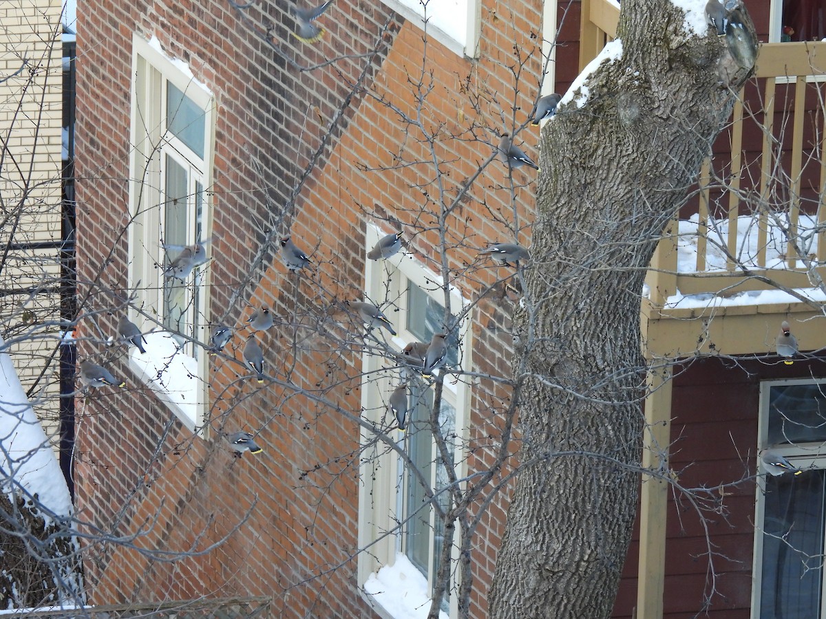 黃連雀 - ML647567105