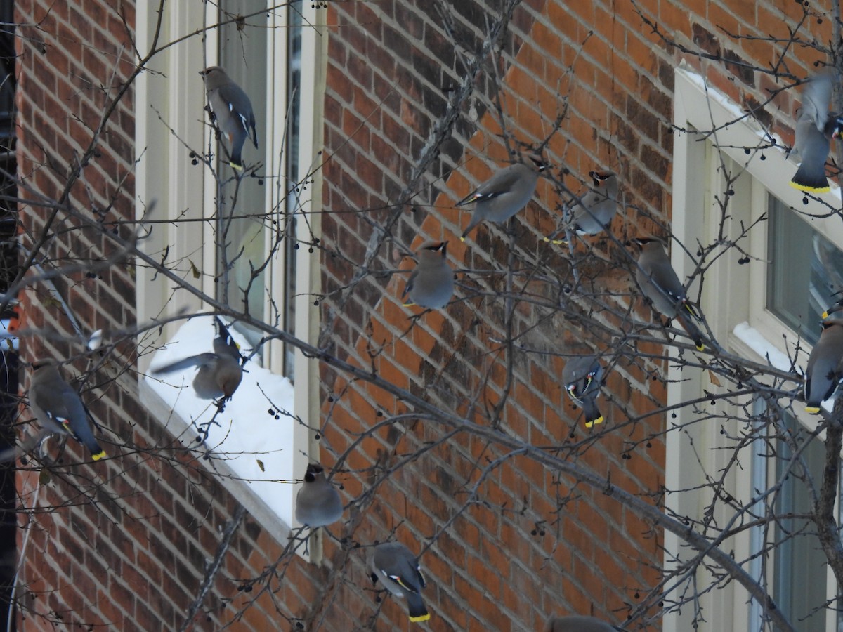 黃連雀 - ML647567106