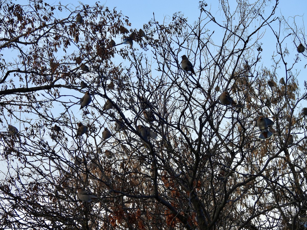 黃連雀 - ML647567108