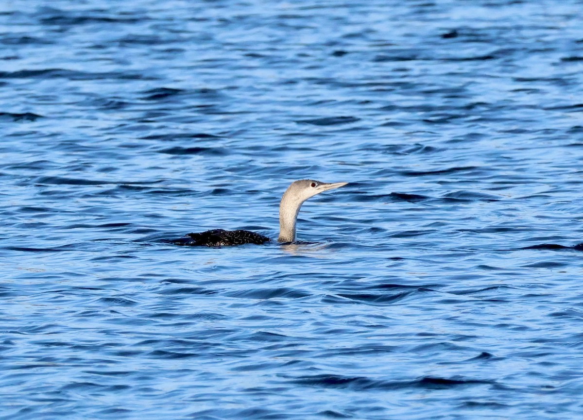 紅喉潛鳥 - ML647567118