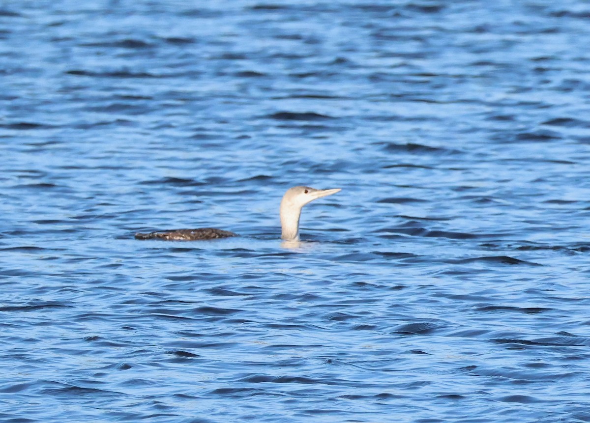 紅喉潛鳥 - ML647567125