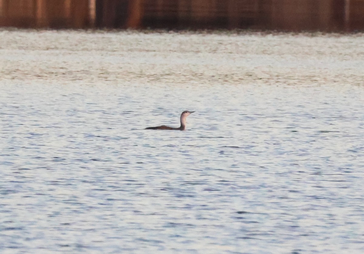 紅喉潛鳥 - ML647567135