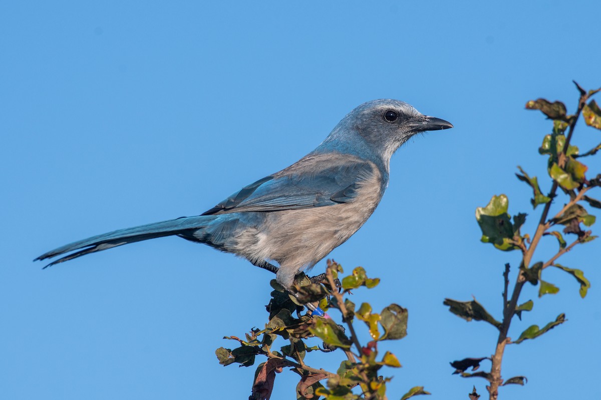 Chara Floridana - ML647567144