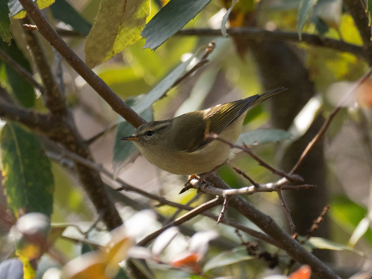 チャバネムシクイ - ML647567147