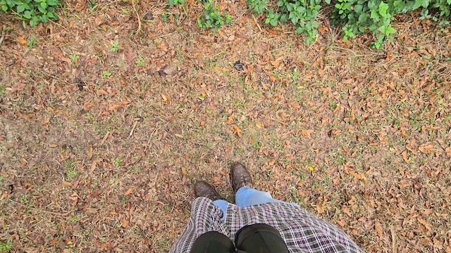 Eastern Phoebe - ML647567170