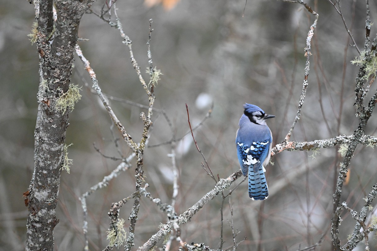 sojka chocholatá - ML647567223