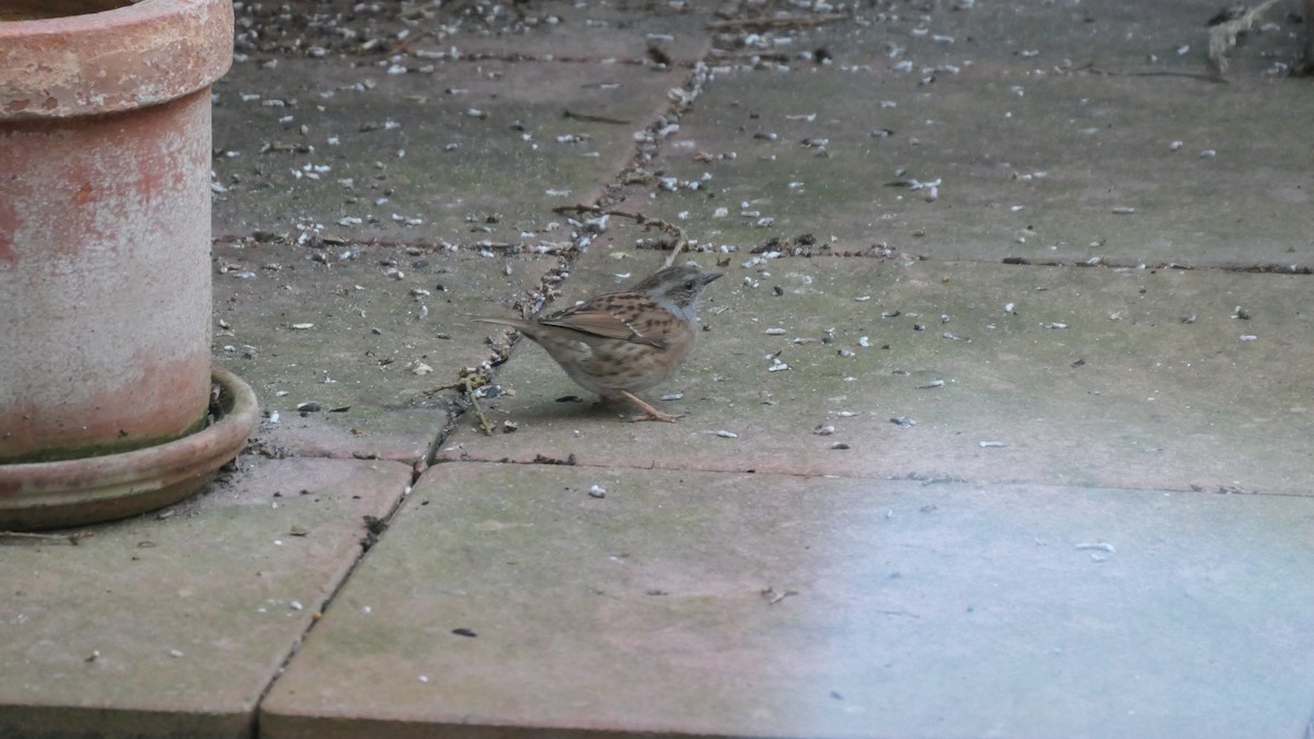 Accenteur mouchet - ML647567242