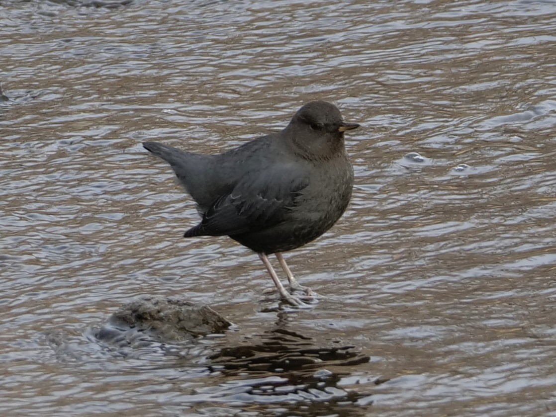 American Dipper - ML647567288