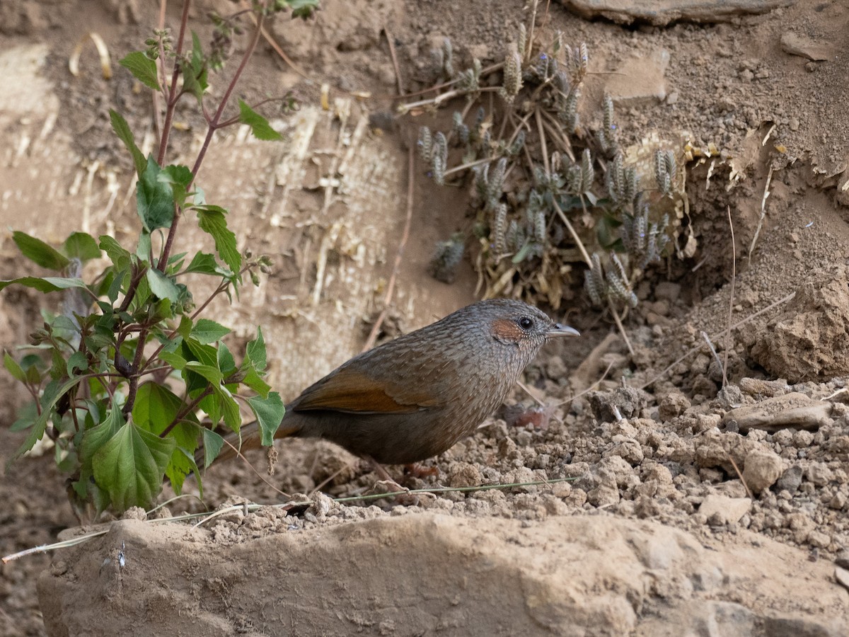 Streaked Laughingthrush - ML647567303