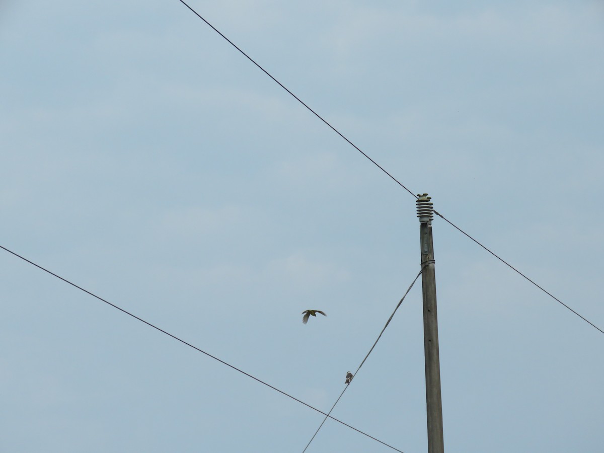 Pearl Kite - ML647567310