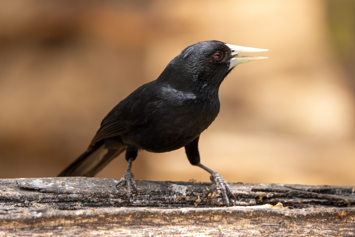 Solitary Black Cacique - ML647567311