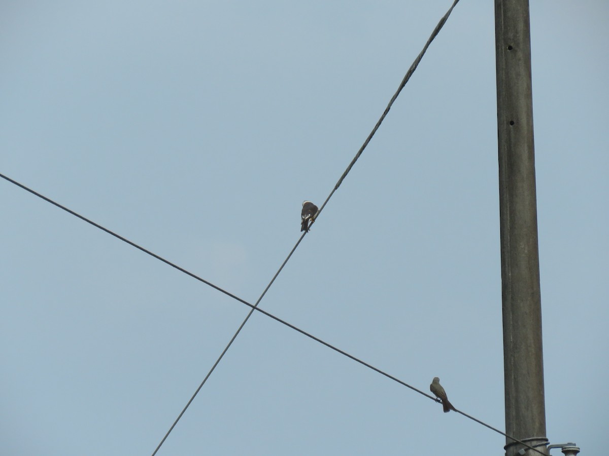 Pearl Kite - ML647567319