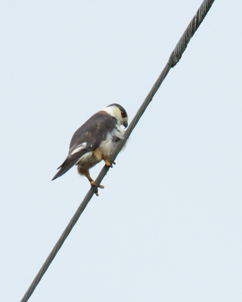 Pearl Kite - ML647567329