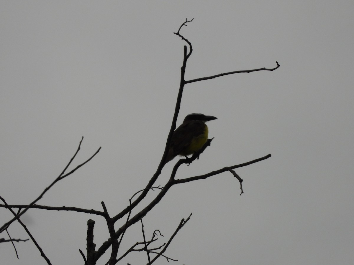 Boat-billed Flycatcher - ML647567345