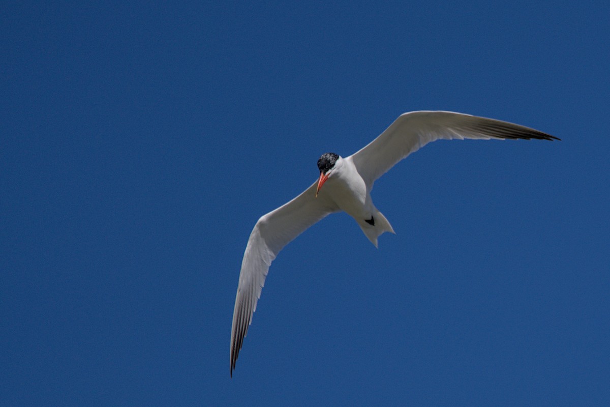 Txenada mokogorria - ML647567347