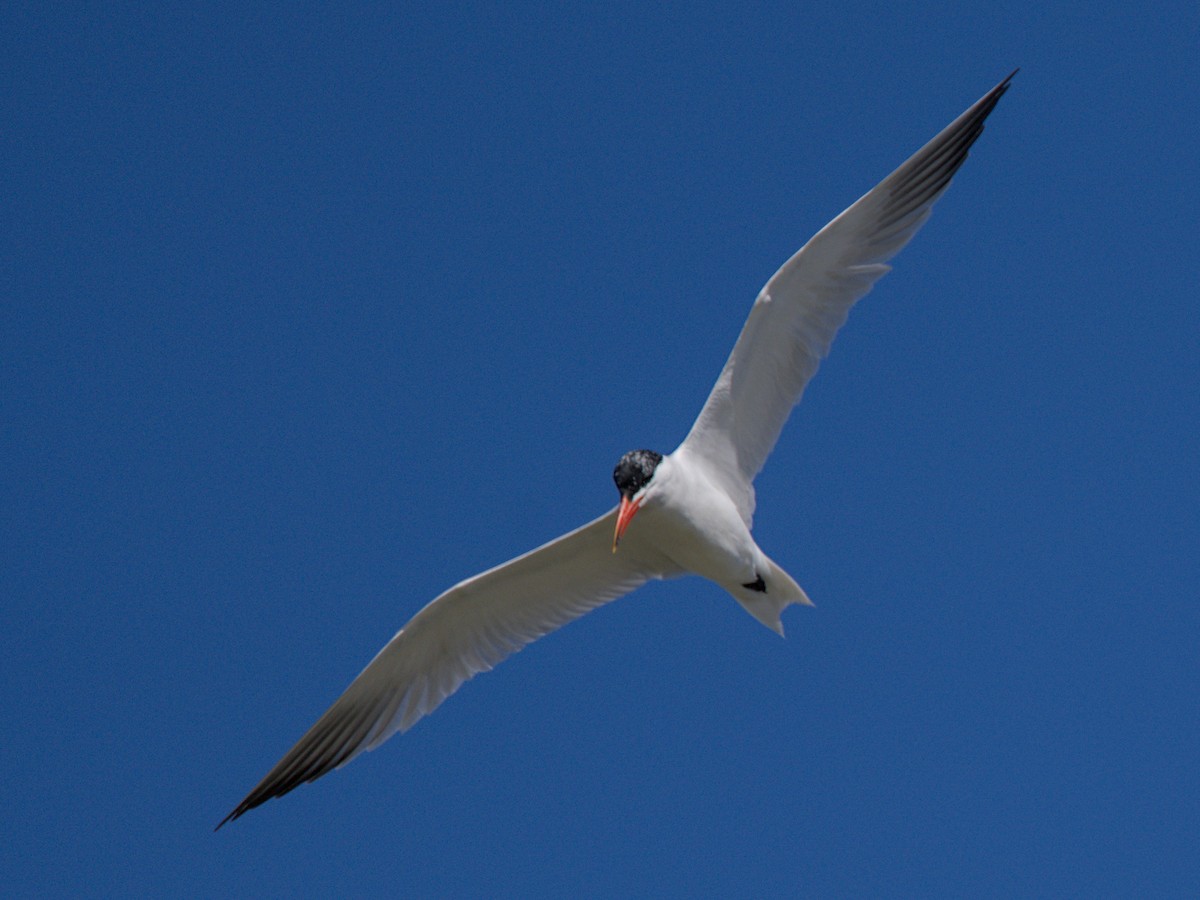 Txenada mokogorria - ML647567354