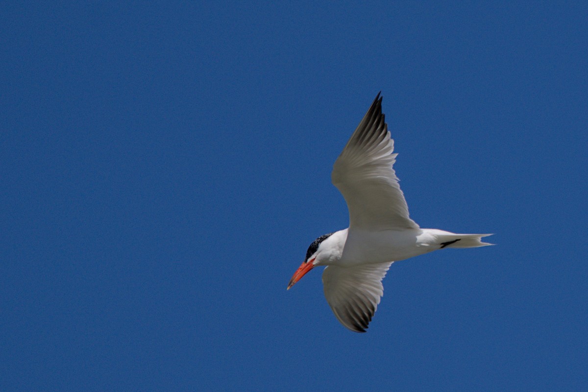 Txenada mokogorria - ML647567362