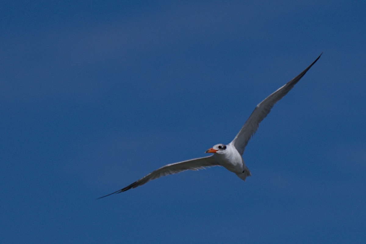 Txenada mokogorria - ML647567363