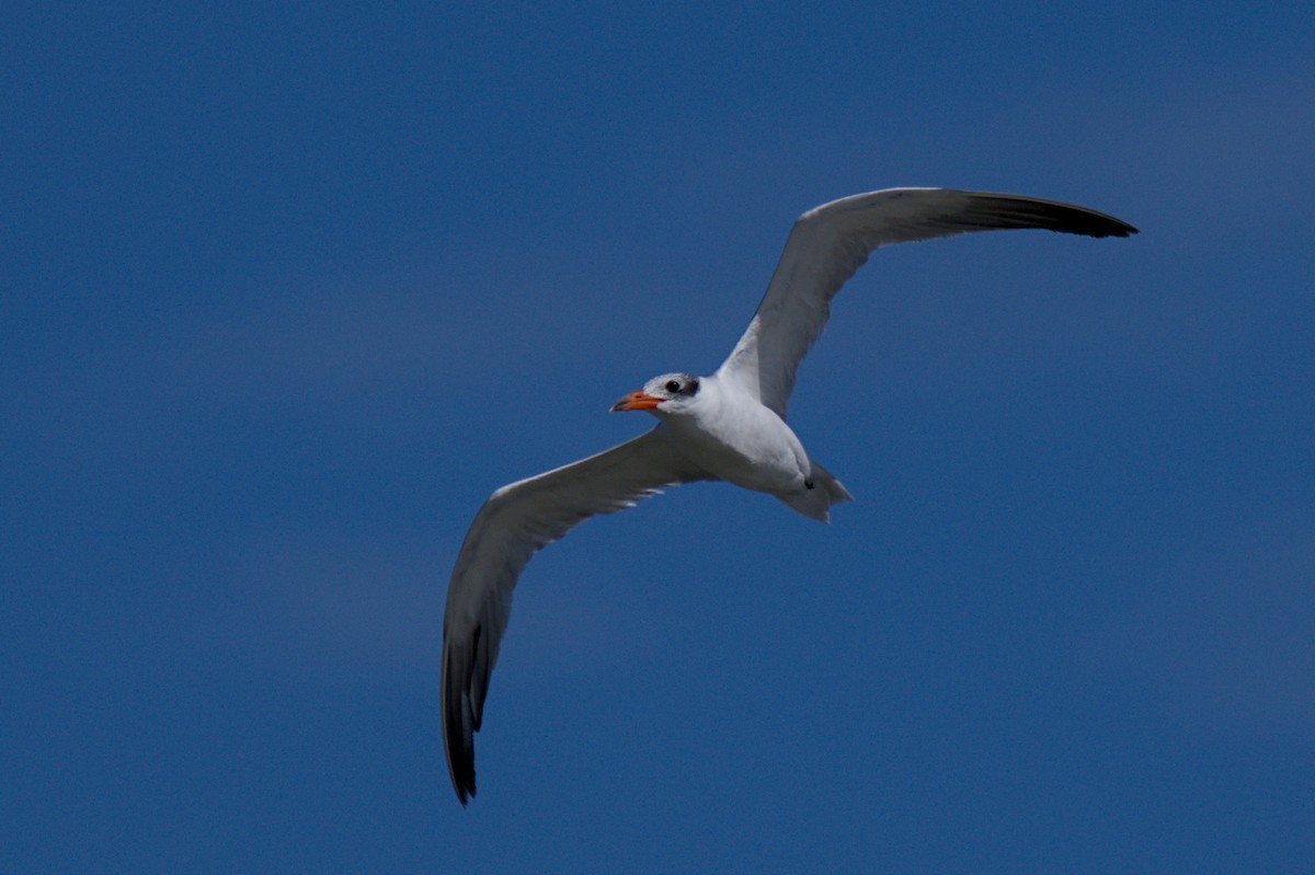 Txenada mokogorria - ML647567367