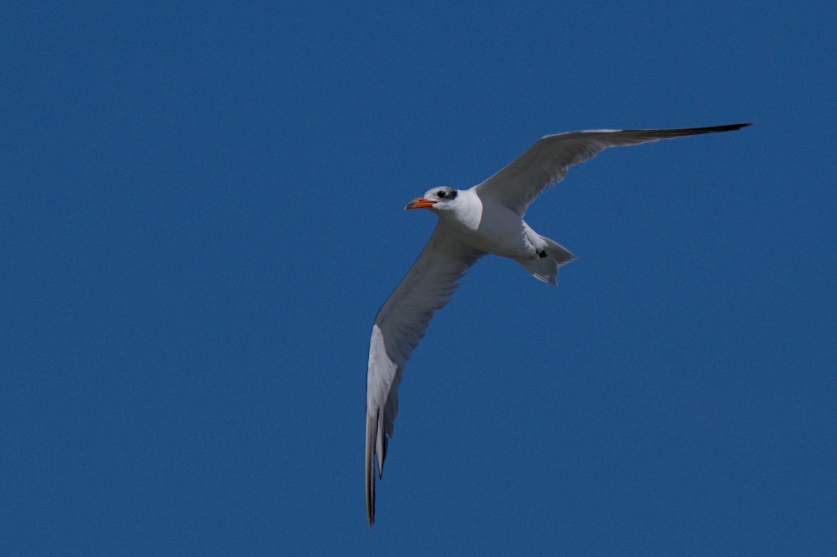 Pagaza Piquirroja - ML647567369